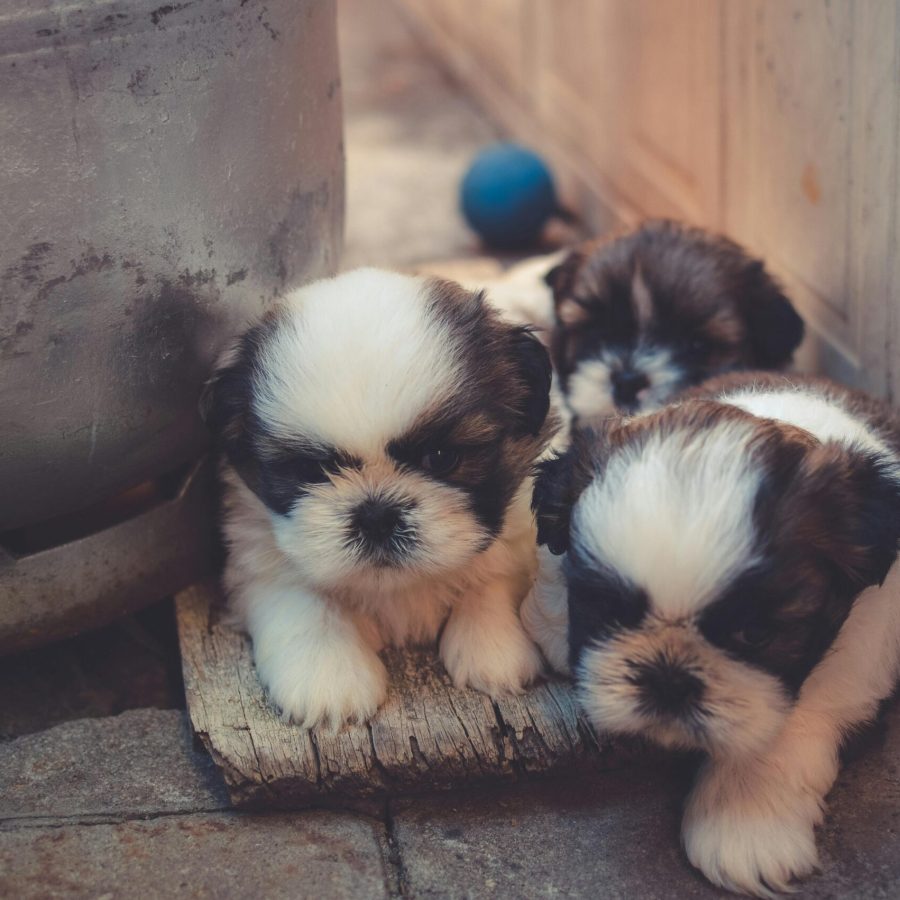 Cachorros Shih Tzu Chile website image 2