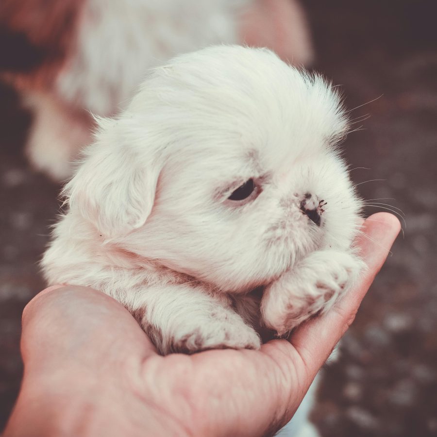 Cachorros Shih Tzu Chile website image 4