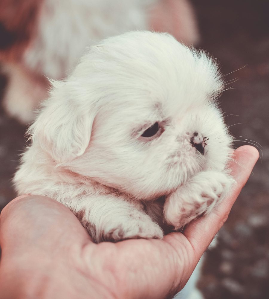 Cachorros Shih Tzu Chile website image 4