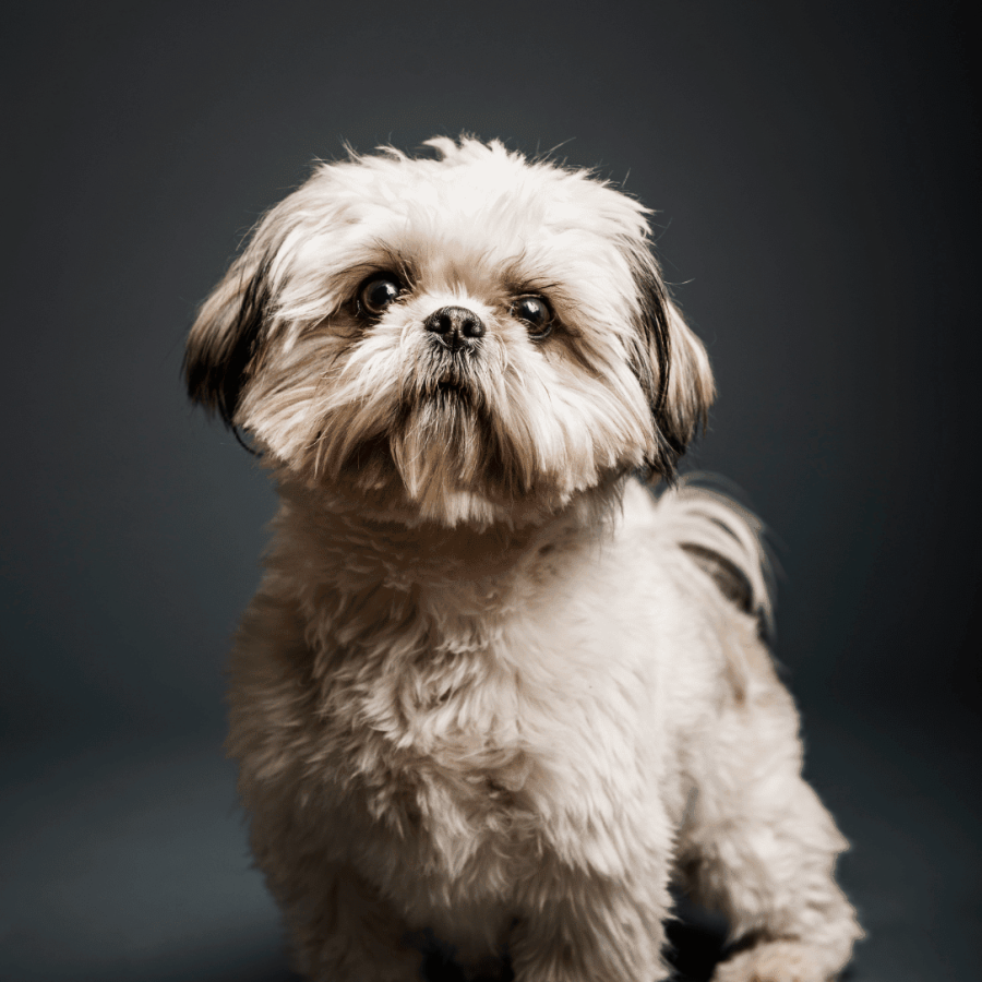 capa de fondo slide home cachorros shih tzu chile