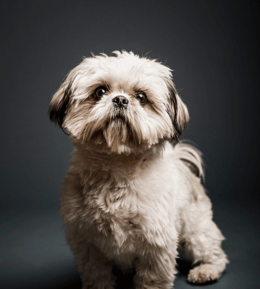 capa de fondo slide home cachorros shih tzu chile