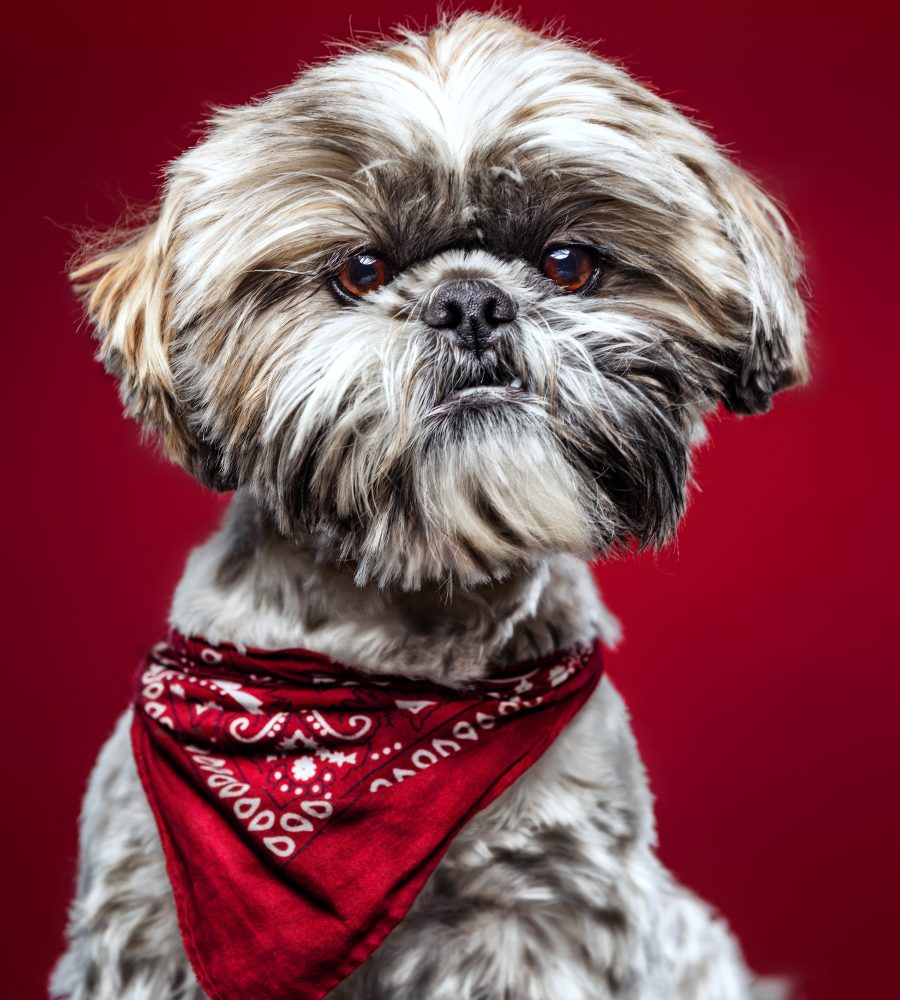 A closeup shot of a cute Shih Tzu dog on a red background
